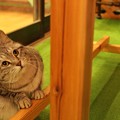 Photos: 射的屋看板猫？