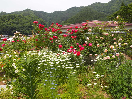 P6013309