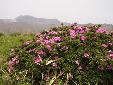 P6013382