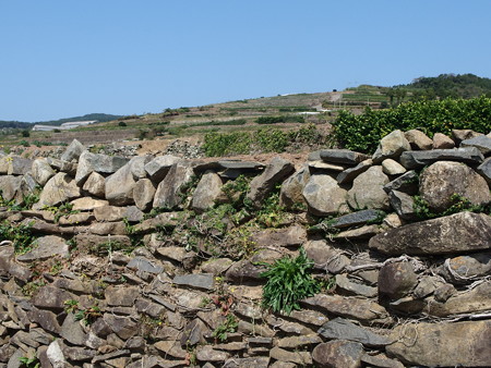 PA256813