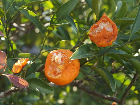P1120907