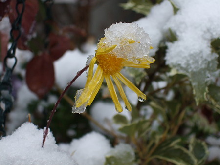 雪の花１