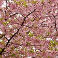 Photos: 桜空