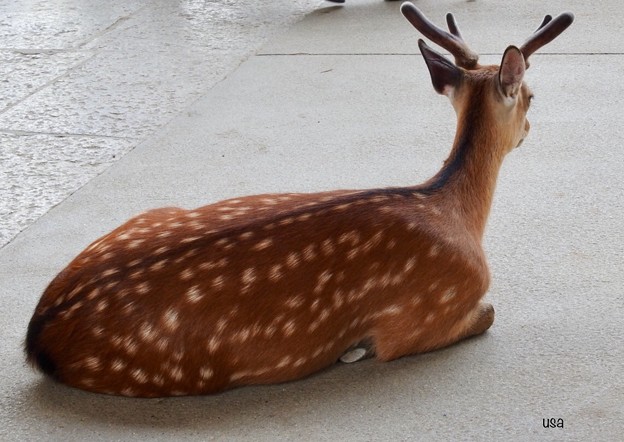 鹿模様