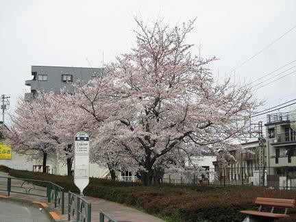 南平バス停前の桜2