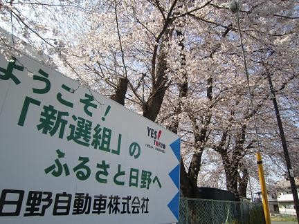 看板と桜