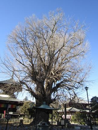 鑁阿寺の銀杏