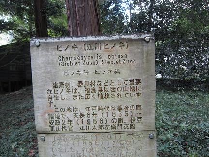江川ヒノキの看板