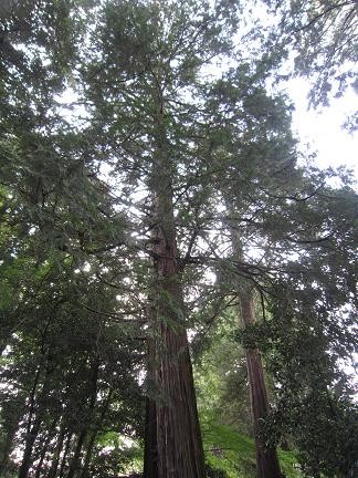 江川ヒノキの上部