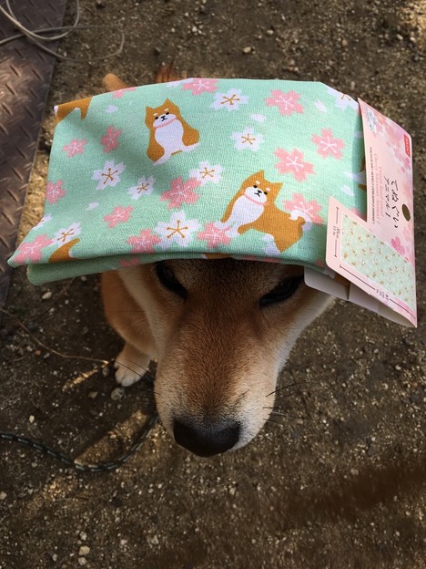 春らしい手ぬぐい
