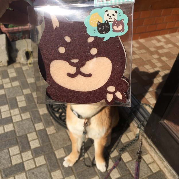 黒柴ぽくなれる・・・
