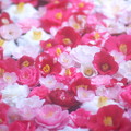 百花