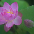 蓮華