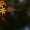 薄灯り
