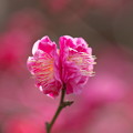 恋ごころ（紅）