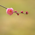 春紅
