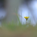 朝寝