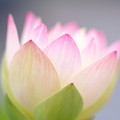 酔妃蓮