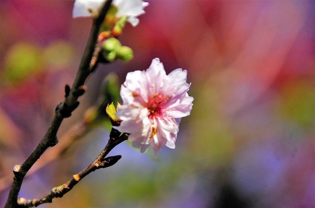 写真00105