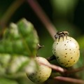 過日の果実／収穫／蜘蛛と野葡萄