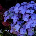 Photos: 5月のガーデンショップ／紫陽花 30％off