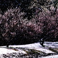 Photos: 雪と梅林