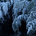 Photos: 冬の竹林