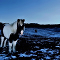 Photos: 冬の牧場