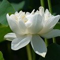 Photos: 白きハスの花。
