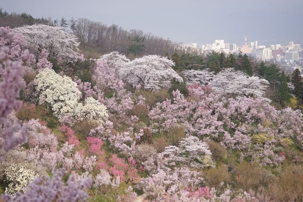 Photos: 花見山にて