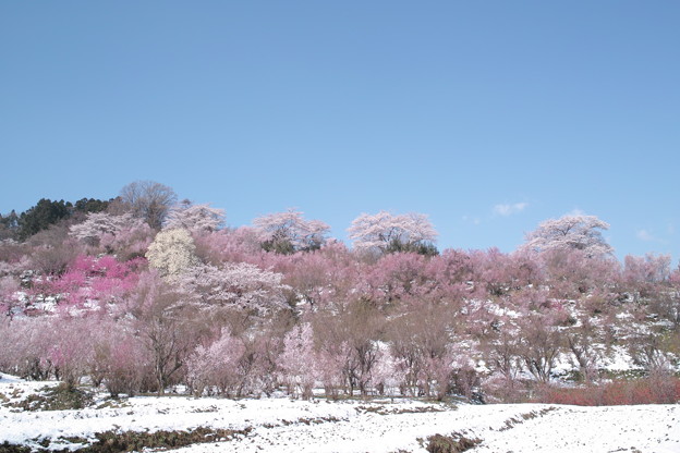 Photos: 雪の花見山