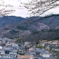 Photos: 花見山の遠景