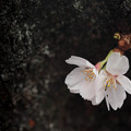 Photos: 桜になりたい