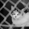 Photos: かにゃーん