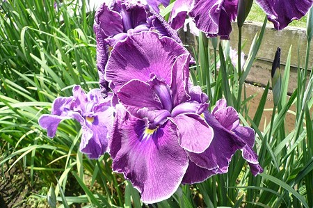 紫陽花 (102)