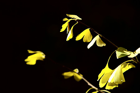 日本橋の街路樹