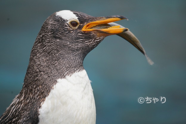 うぐぐ 写真共有サイト フォト蔵