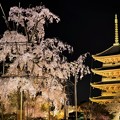Photos: 東寺  不二桜