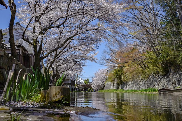 八幡堀春風景