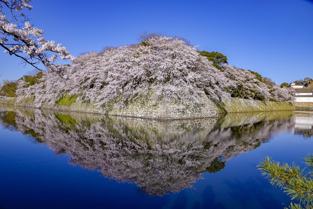 彦根城 鏡桜