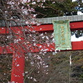 Photos: 四季桜