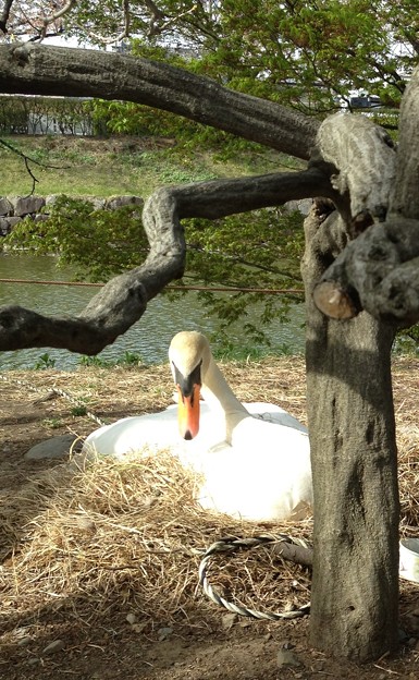 白鳥に睨まれる