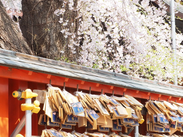 榴岡天満宮 桜