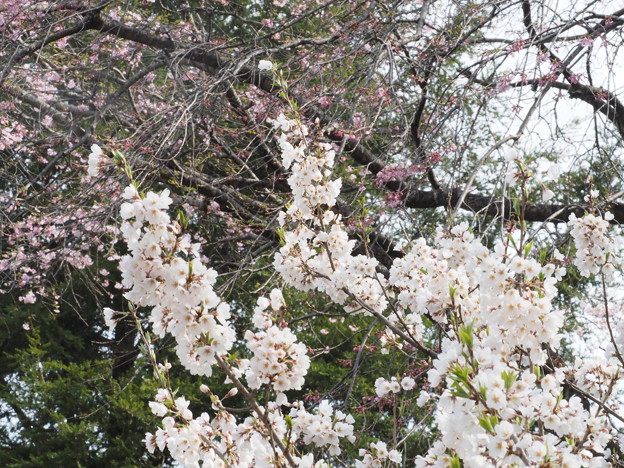 榴ヶ岡公園 桜