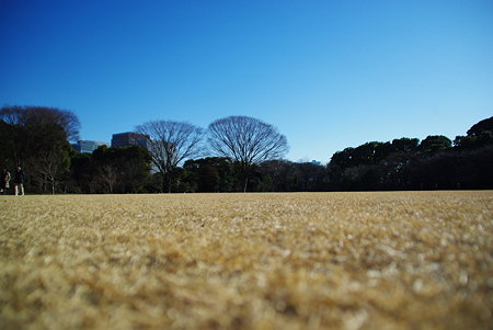 皇居の芝生