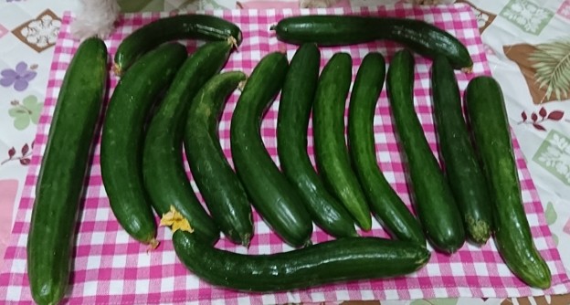 いただきもの