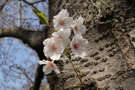 福岡堰の桜