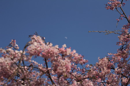 福岡堰の桜と月