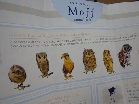 モフアニマルカフェ Moffanimalcafe フクロウさんたち