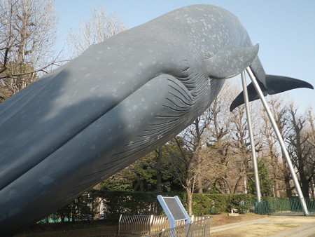 国立科学博物館シロナガスクジラ